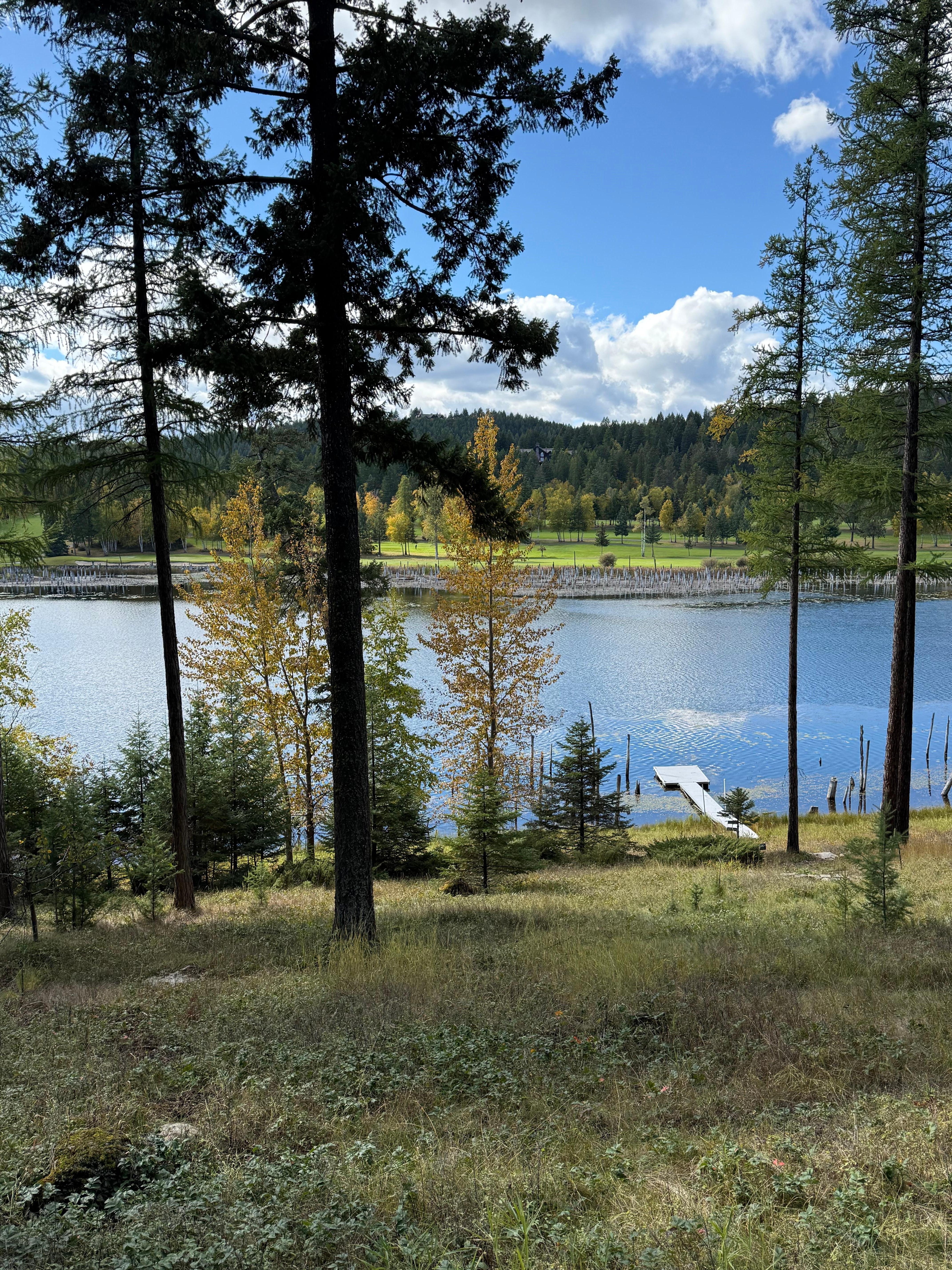 Looking at turkeys in tree