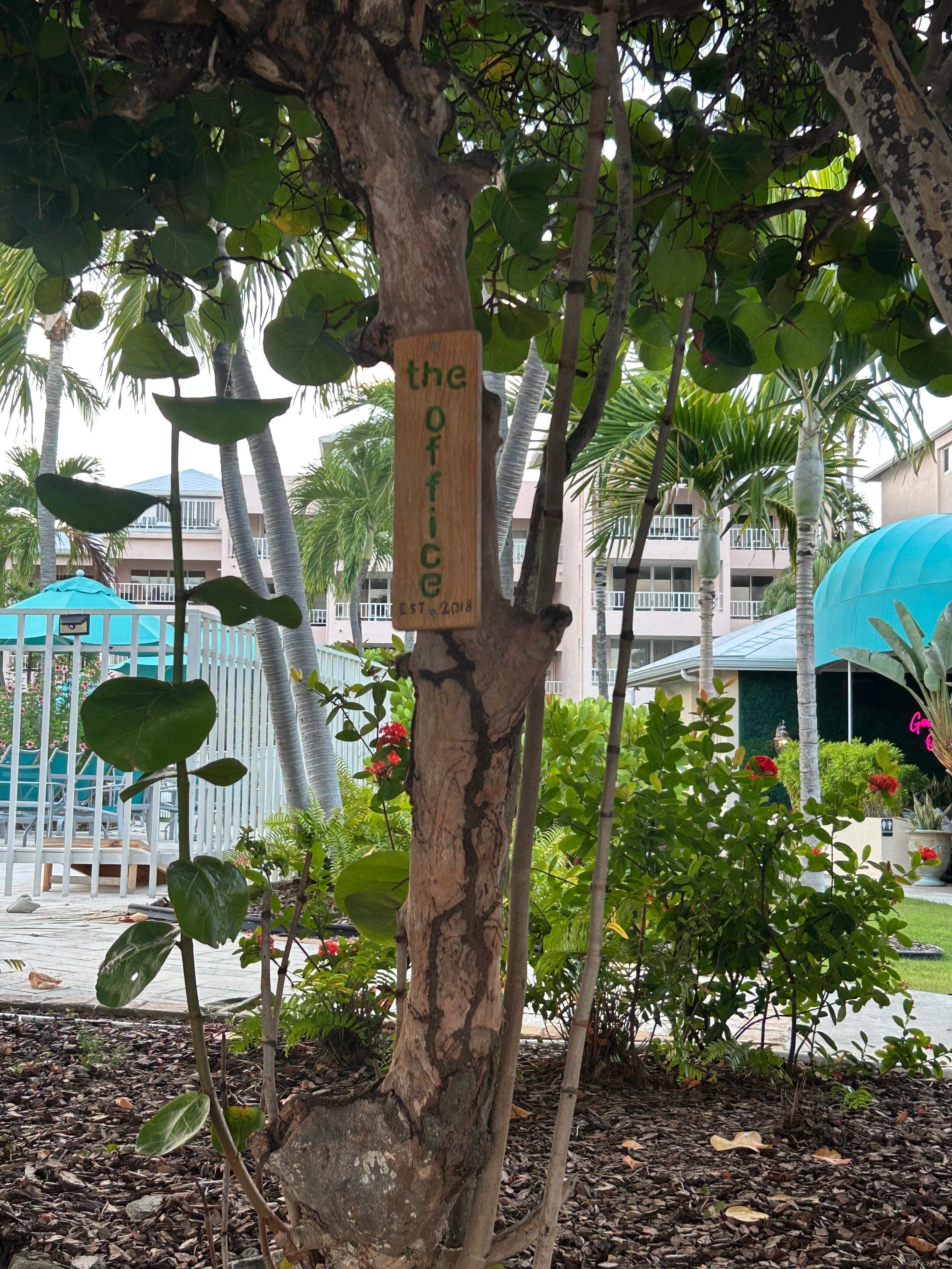 Located on a sea grape tree at the beach