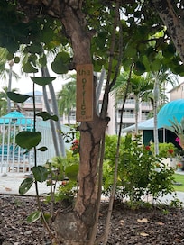 Located on a sea grape tree at the beach