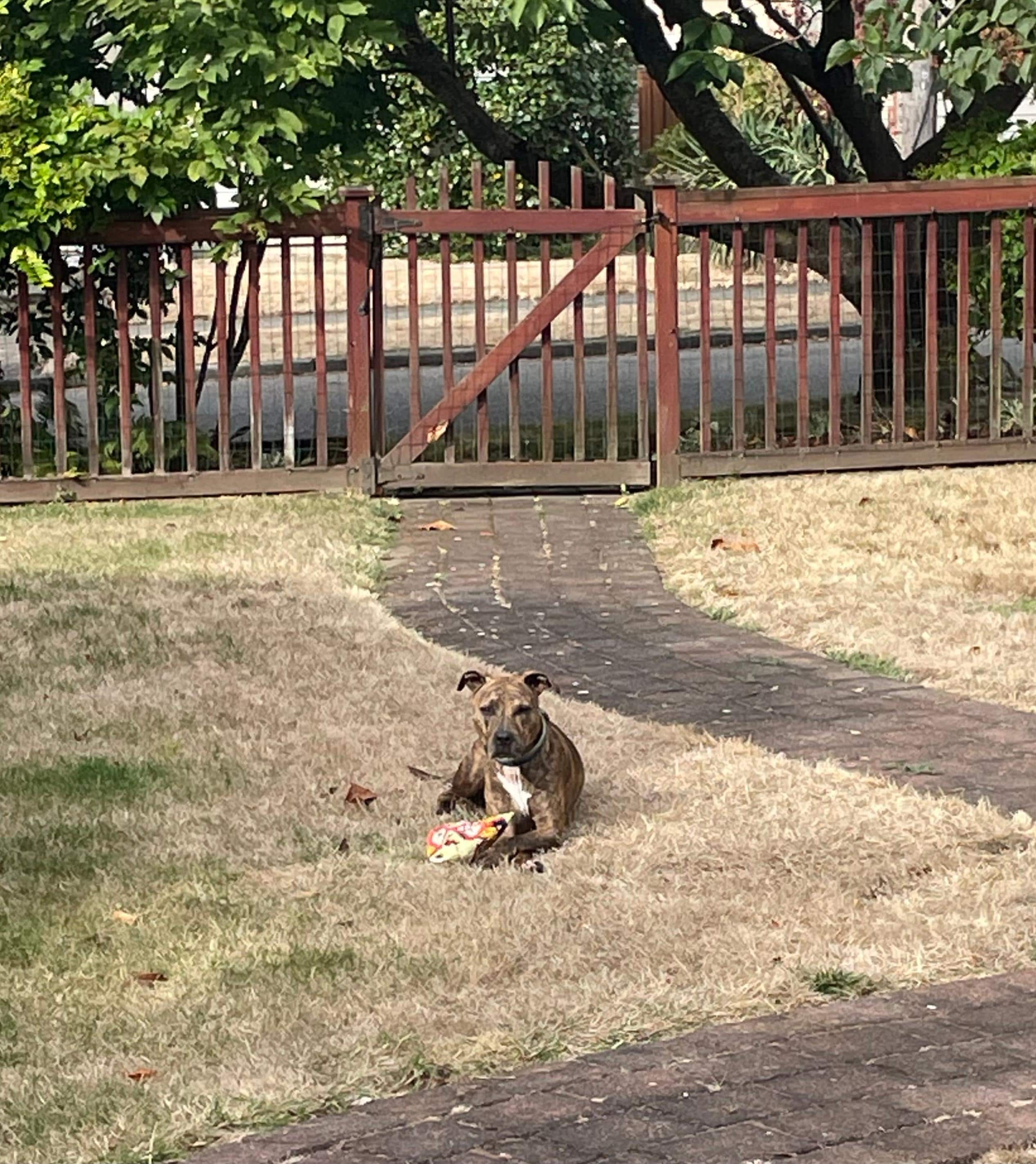 Augie enjoying the yard 