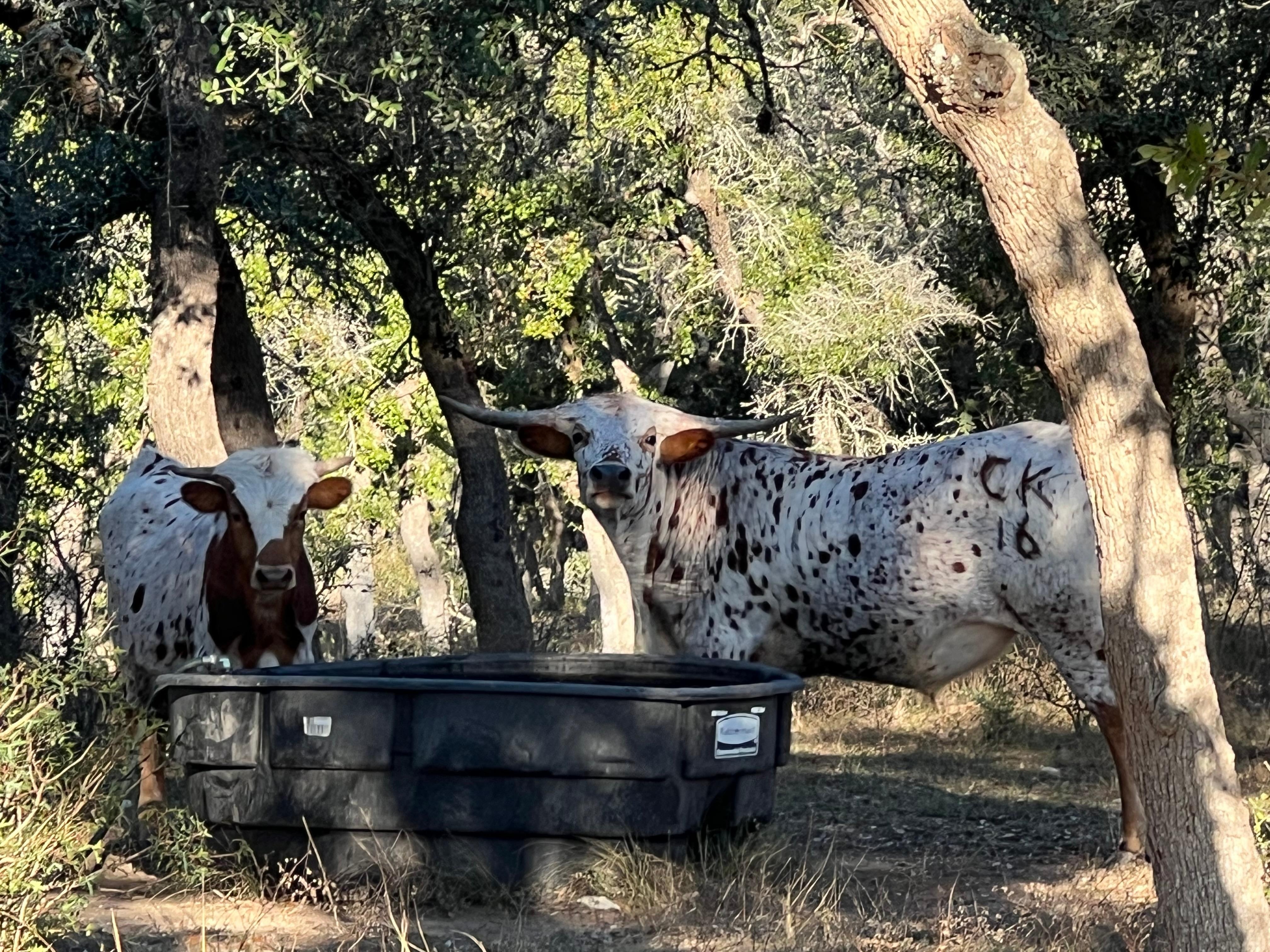 Eggs and Frosty tips