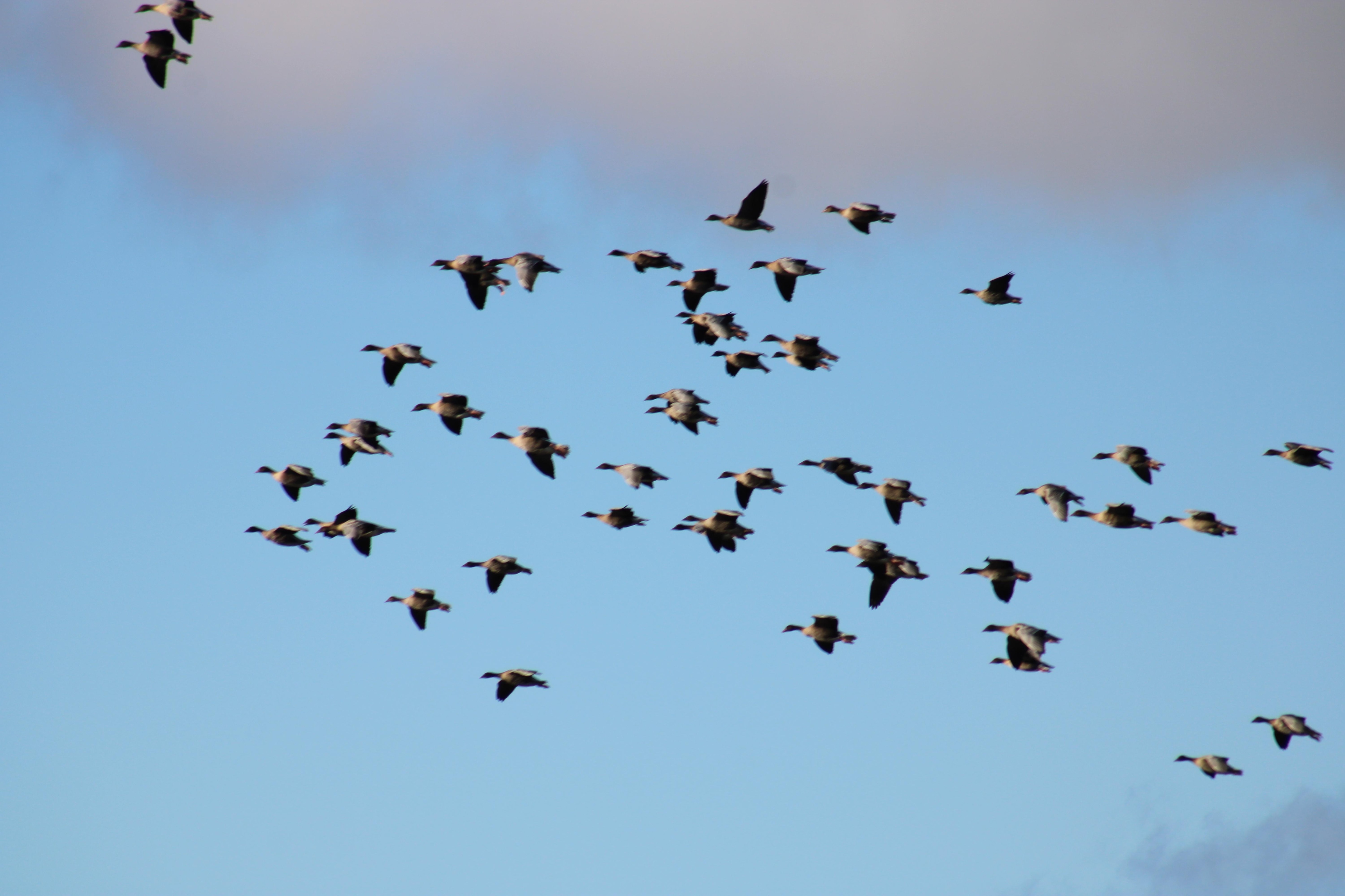 Geese over Udele Bay