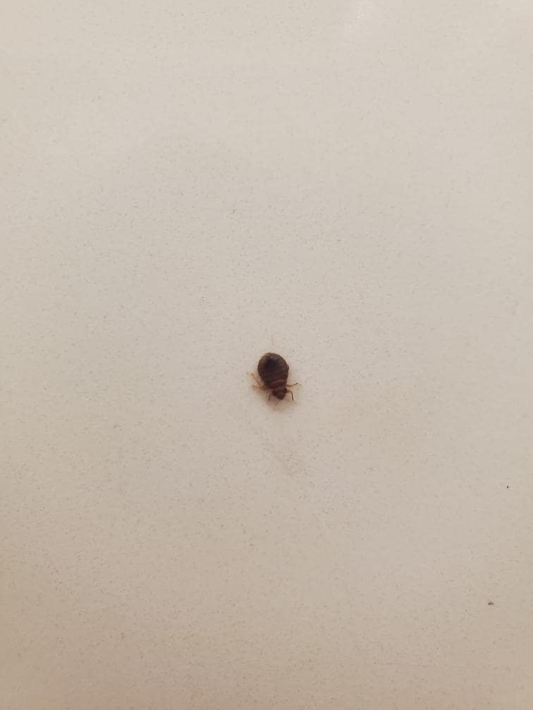 This is the bed bug we found on the mattress’s 