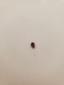 This is the bed bug we found on the mattress’s