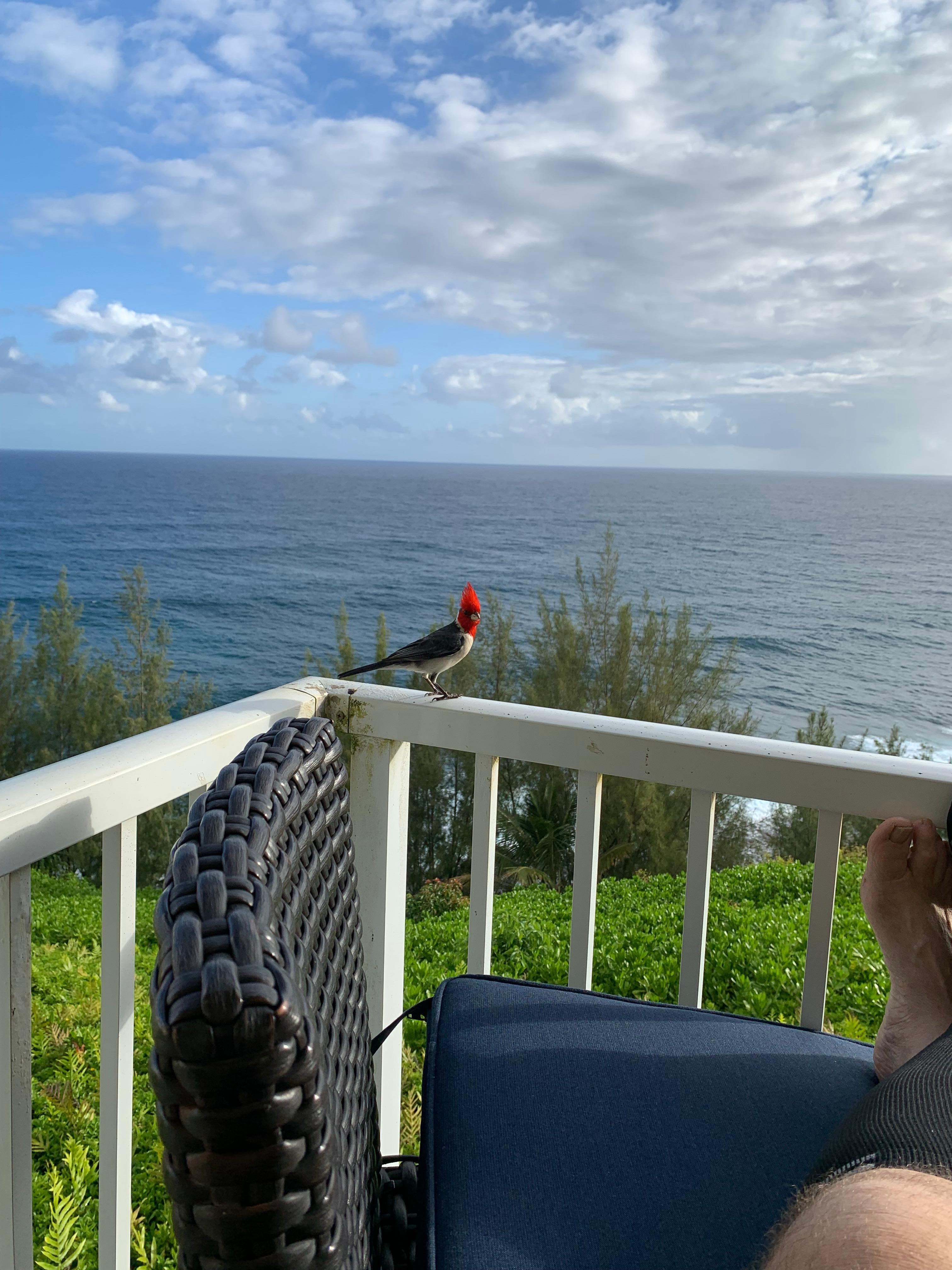 We had a cardinal that liked to visit us every day.