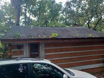 Plants growing in gutter