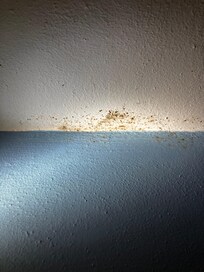 Mildew