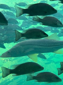 Underwater Observatory Homosassa Park