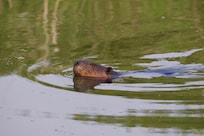 Beaver