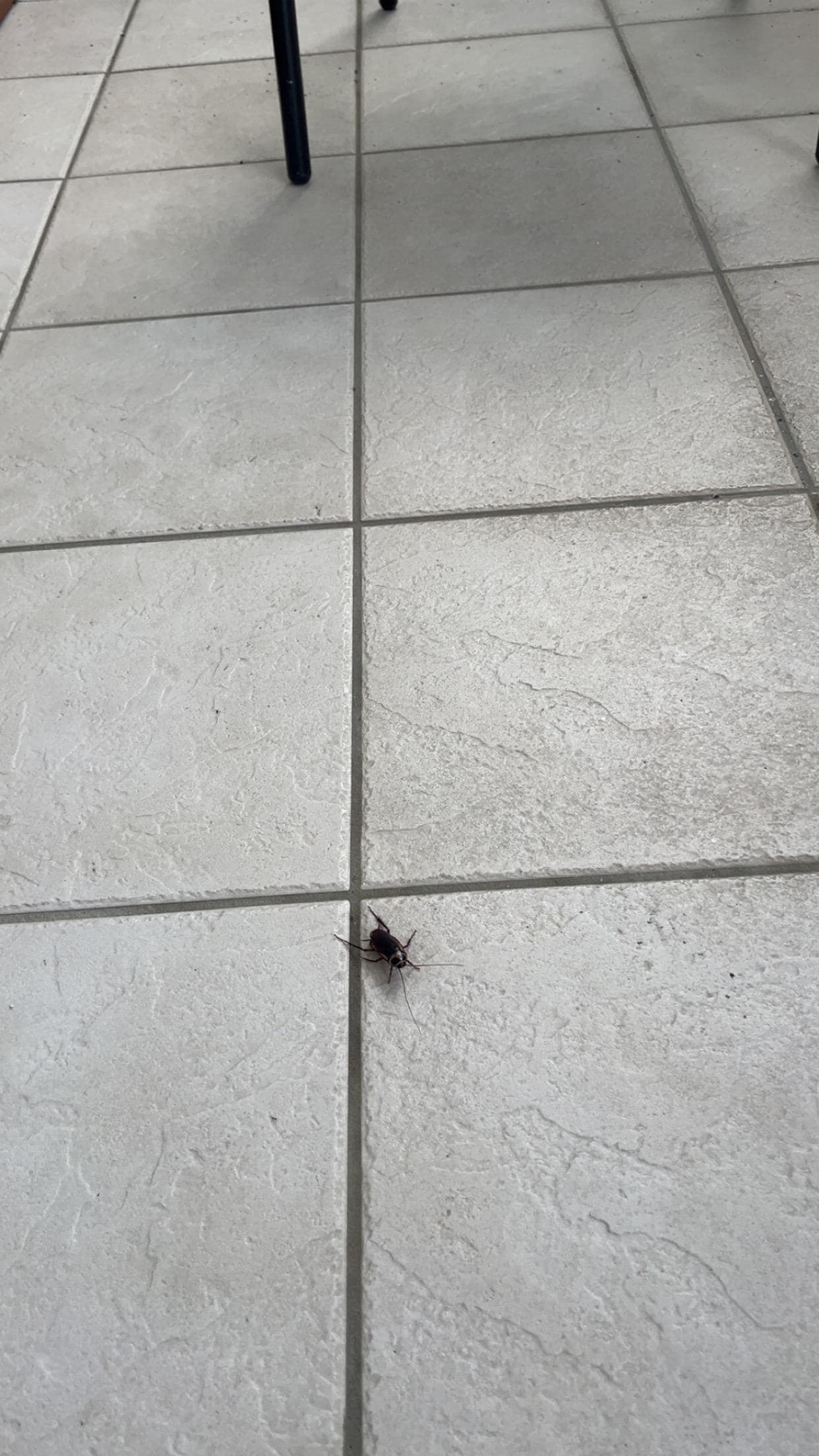 My new friend at the Savannah resort 