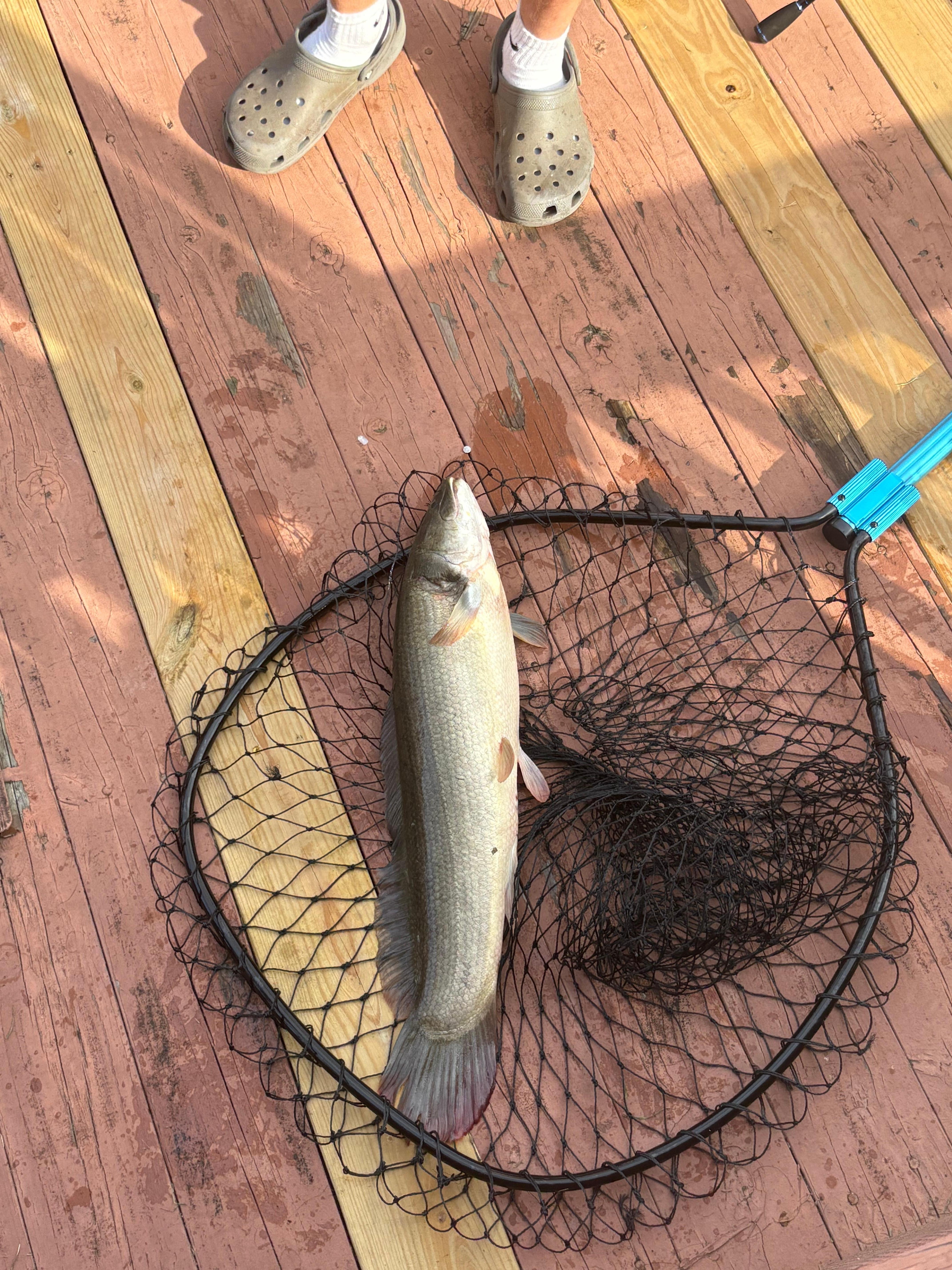 Fish we caught while fishing on the private dock!