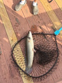 Fish we caught while fishing on the private dock!