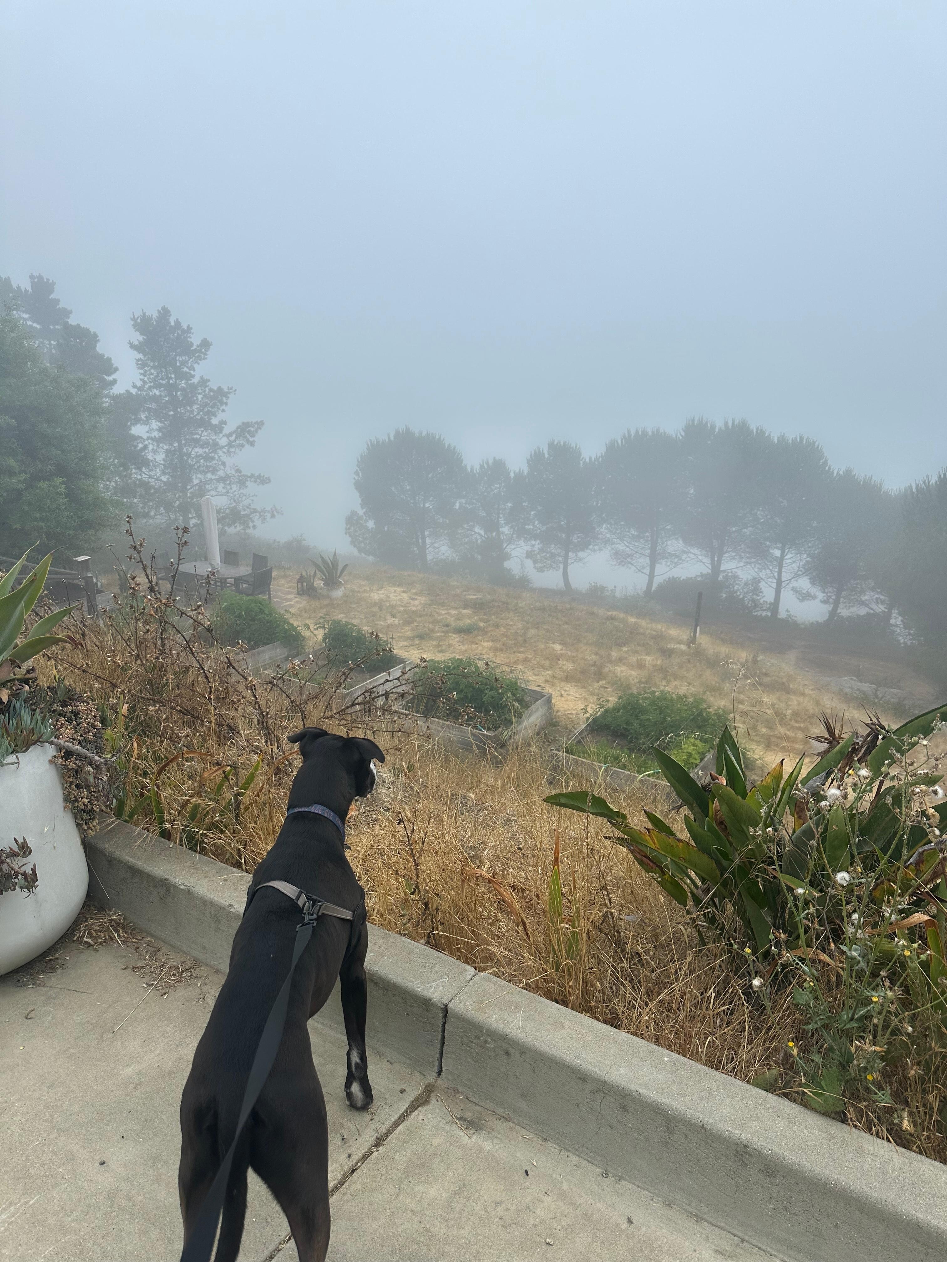 Morning Walks