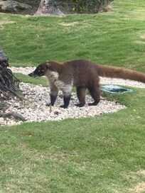 Coati, deer, raccoons, iguana and sereque roam the grounds freely.
