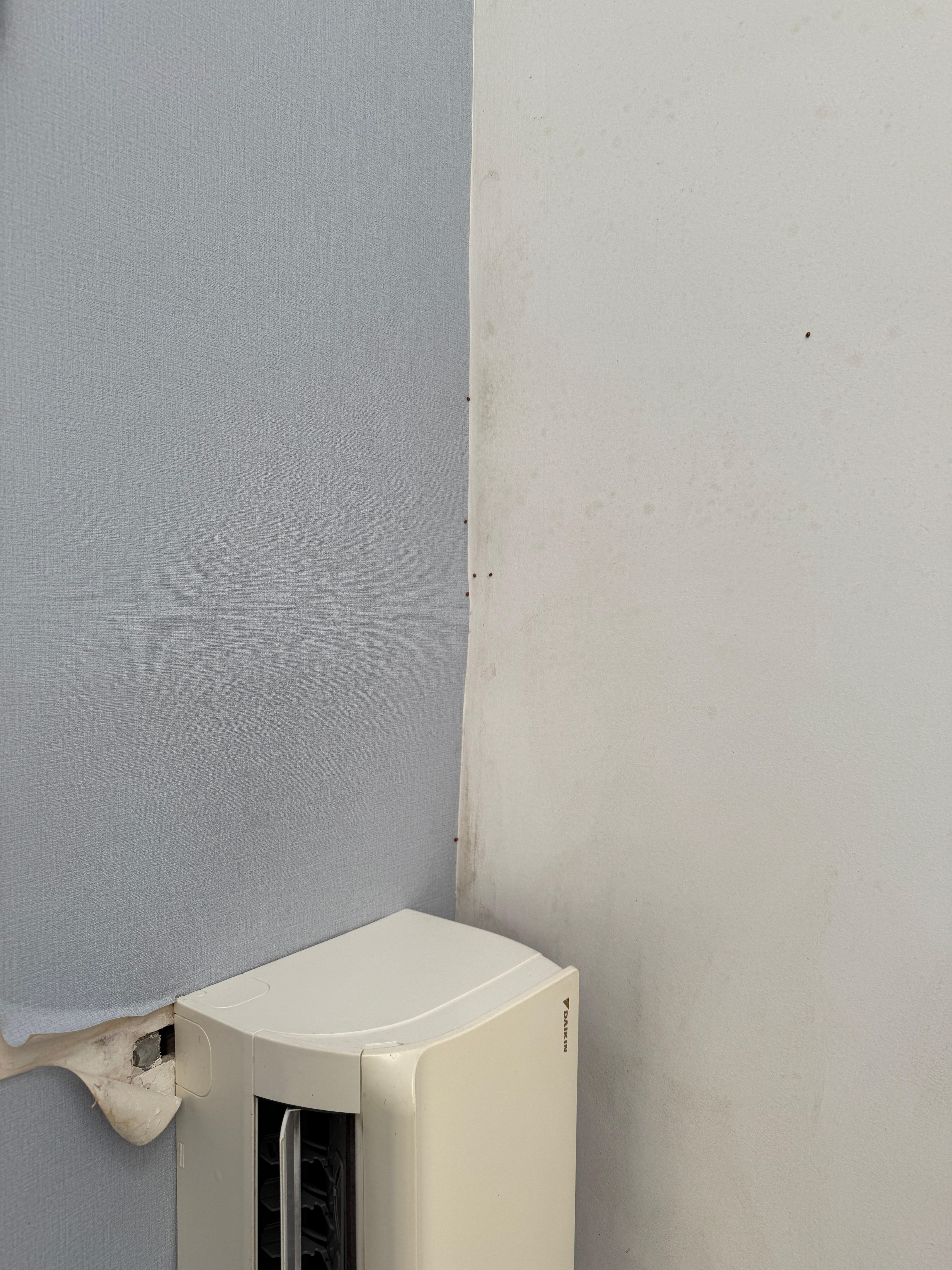 Bugs on ceiling next to air conditioner