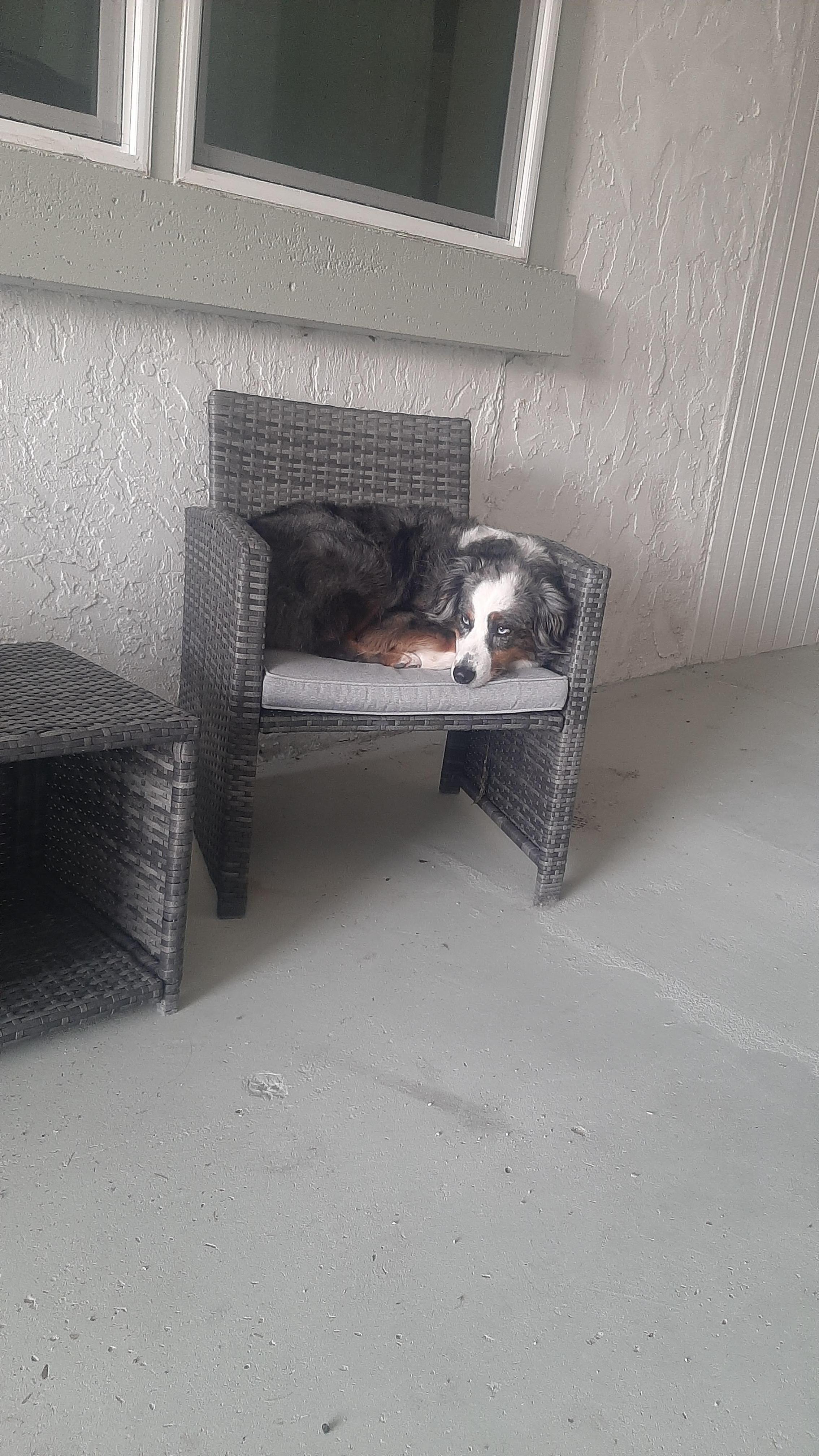 Our dog enjoying the early mornings in the breeze way. 