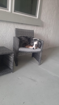 Our dog enjoying the early mornings in the breeze way.