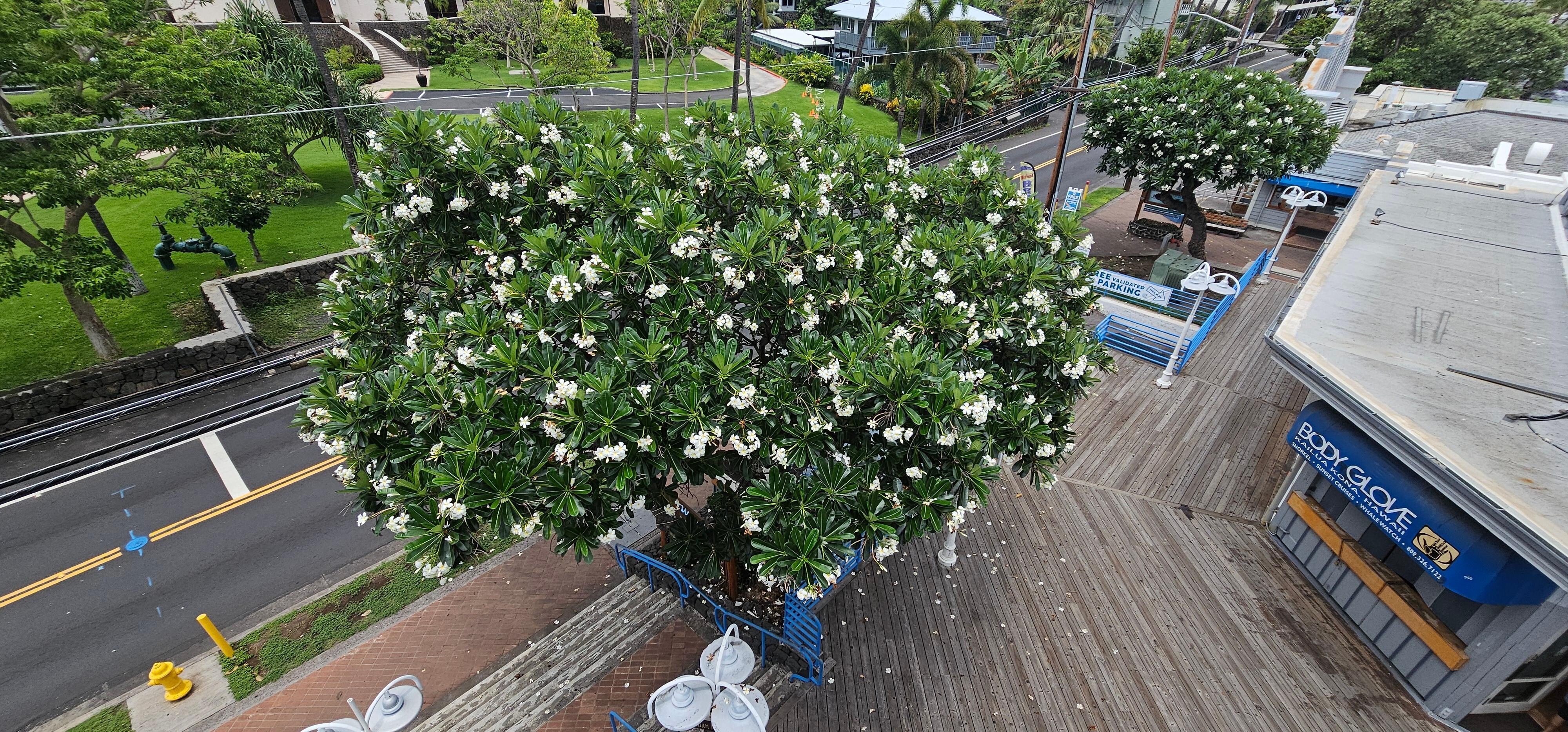 Flowering trees
