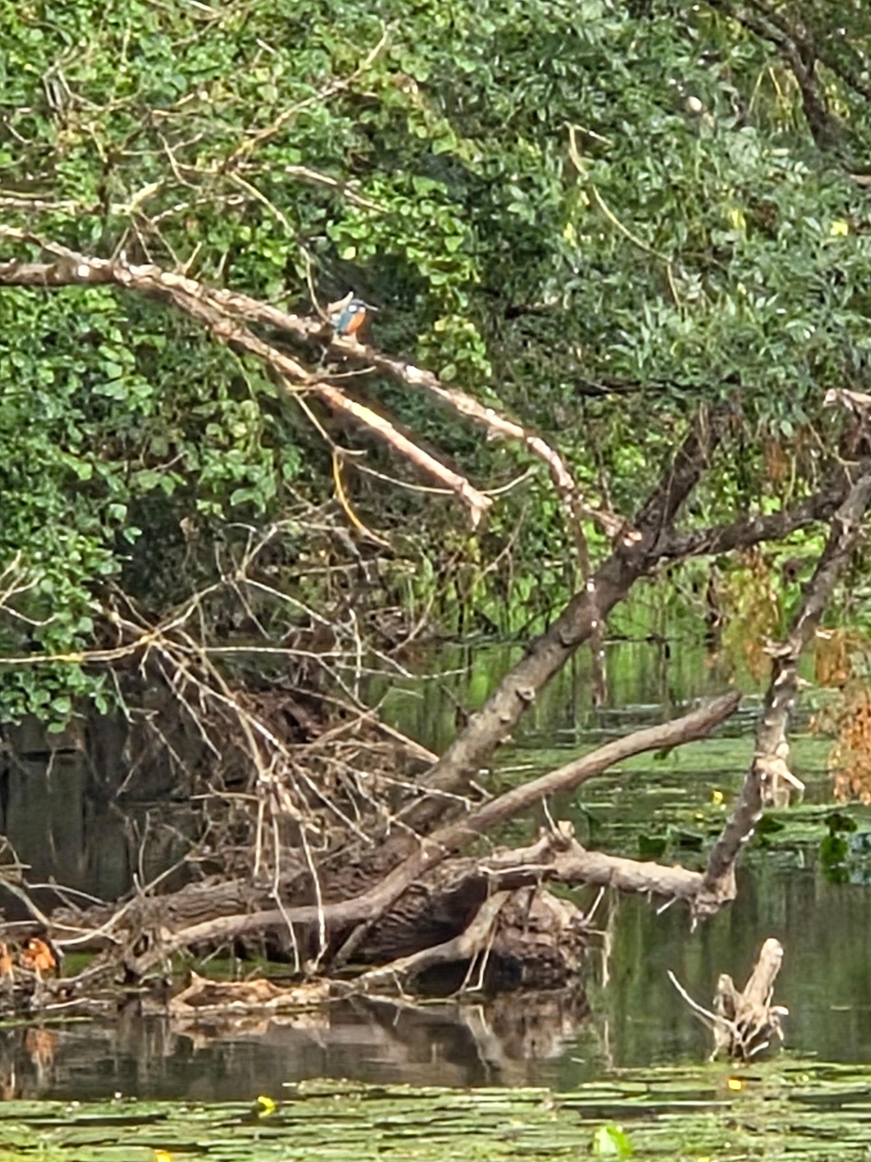 Kingfisher