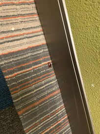 cockroach