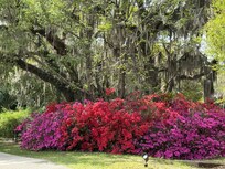 Brookgreen Gardens
