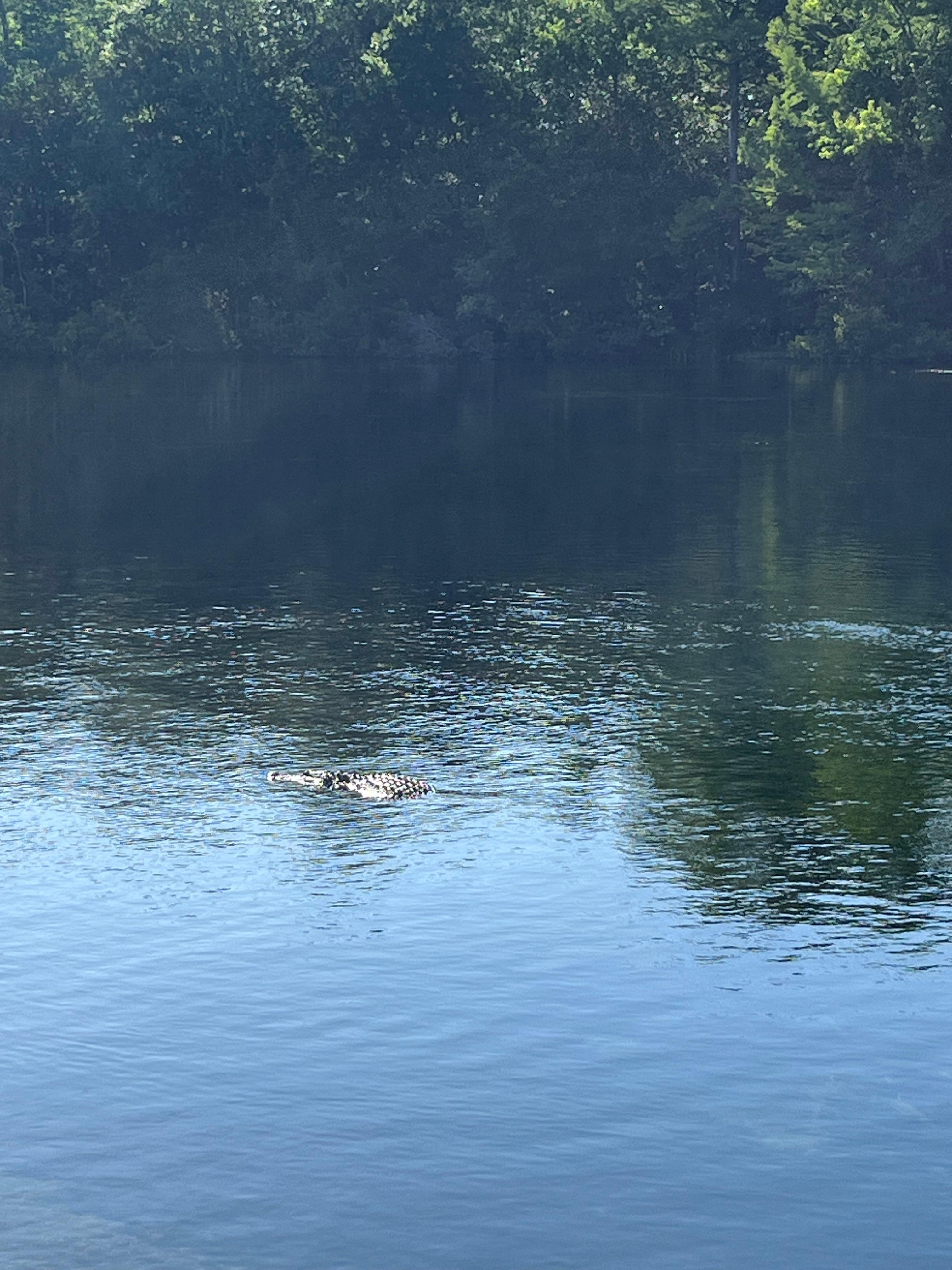 Saw lots of gators