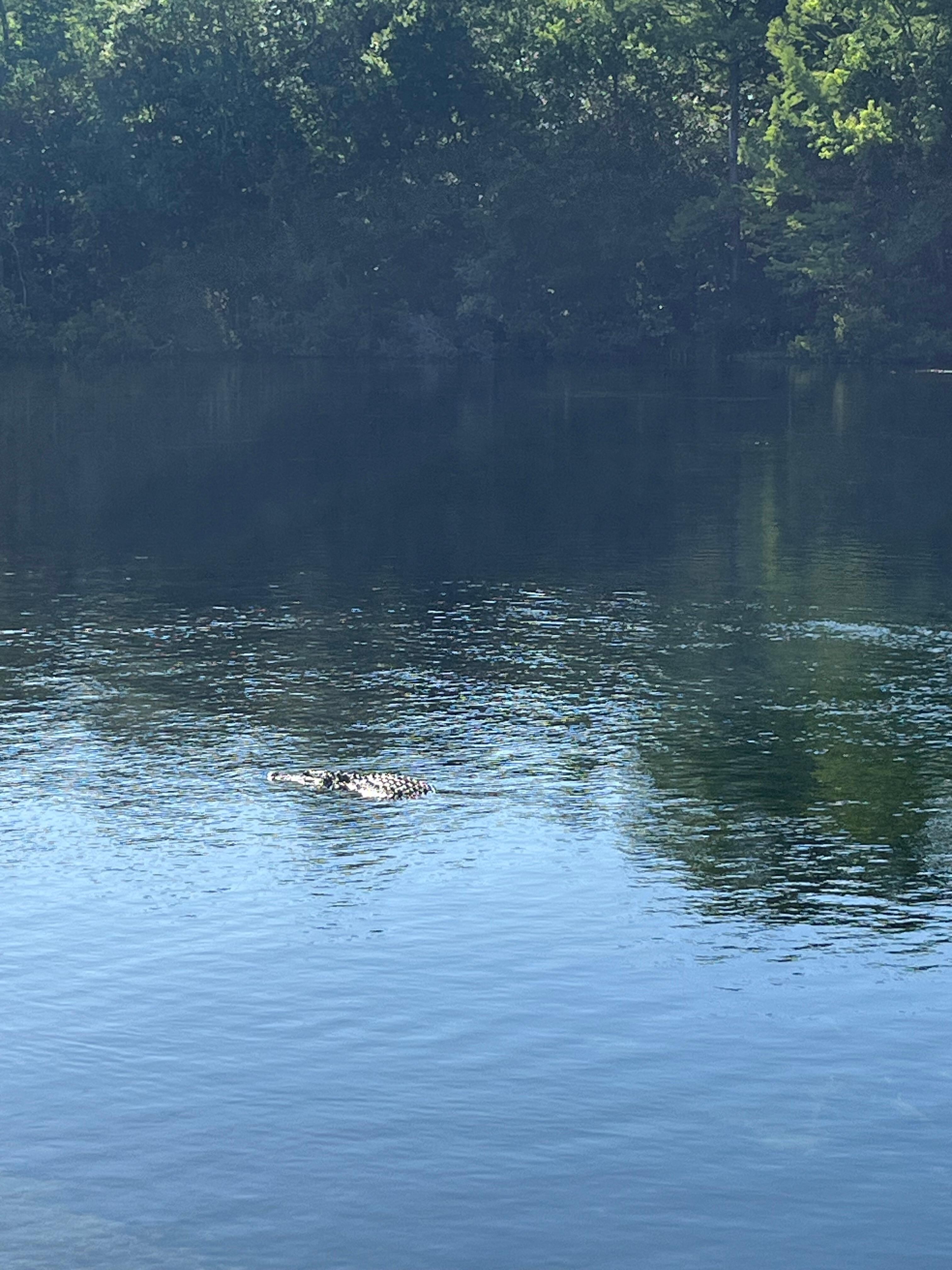 Saw lots of gators