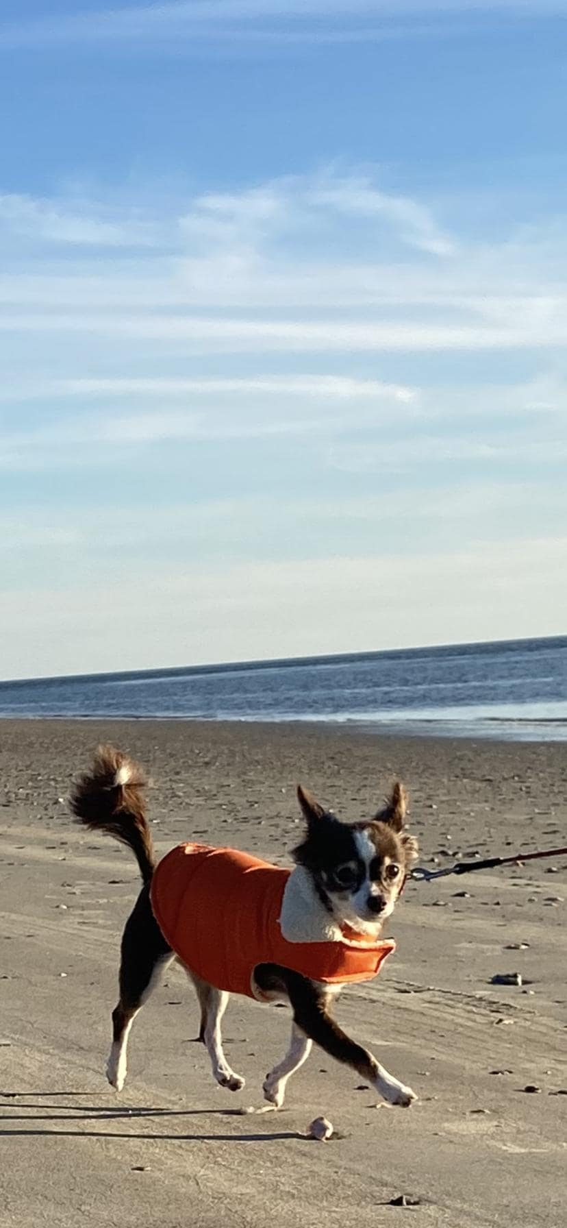 Staying on Seabrook Island in January means having miles of beach practically to yourself!