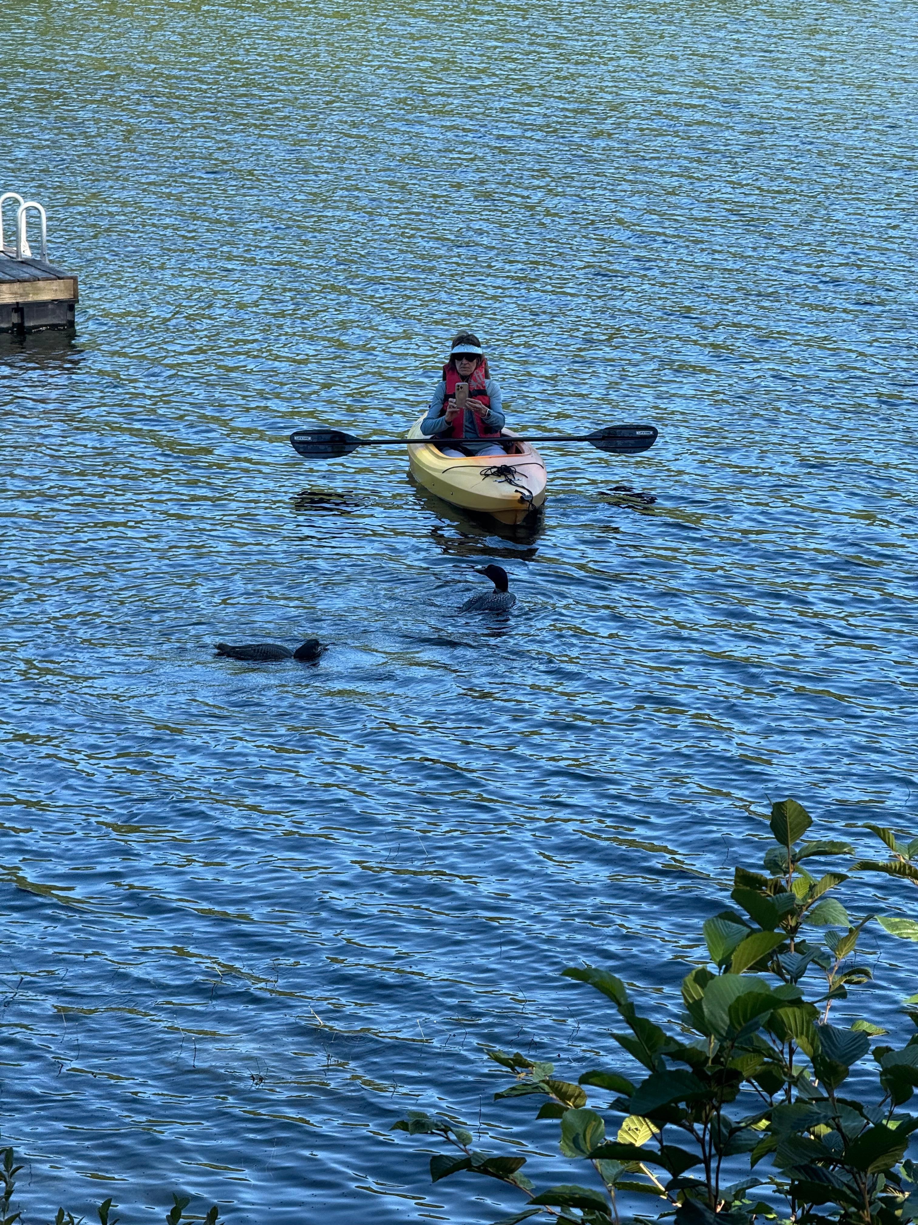 Loons swimming right up to my wife while kayaking 