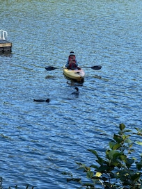 Loons swimming right up to my wife while kayaking