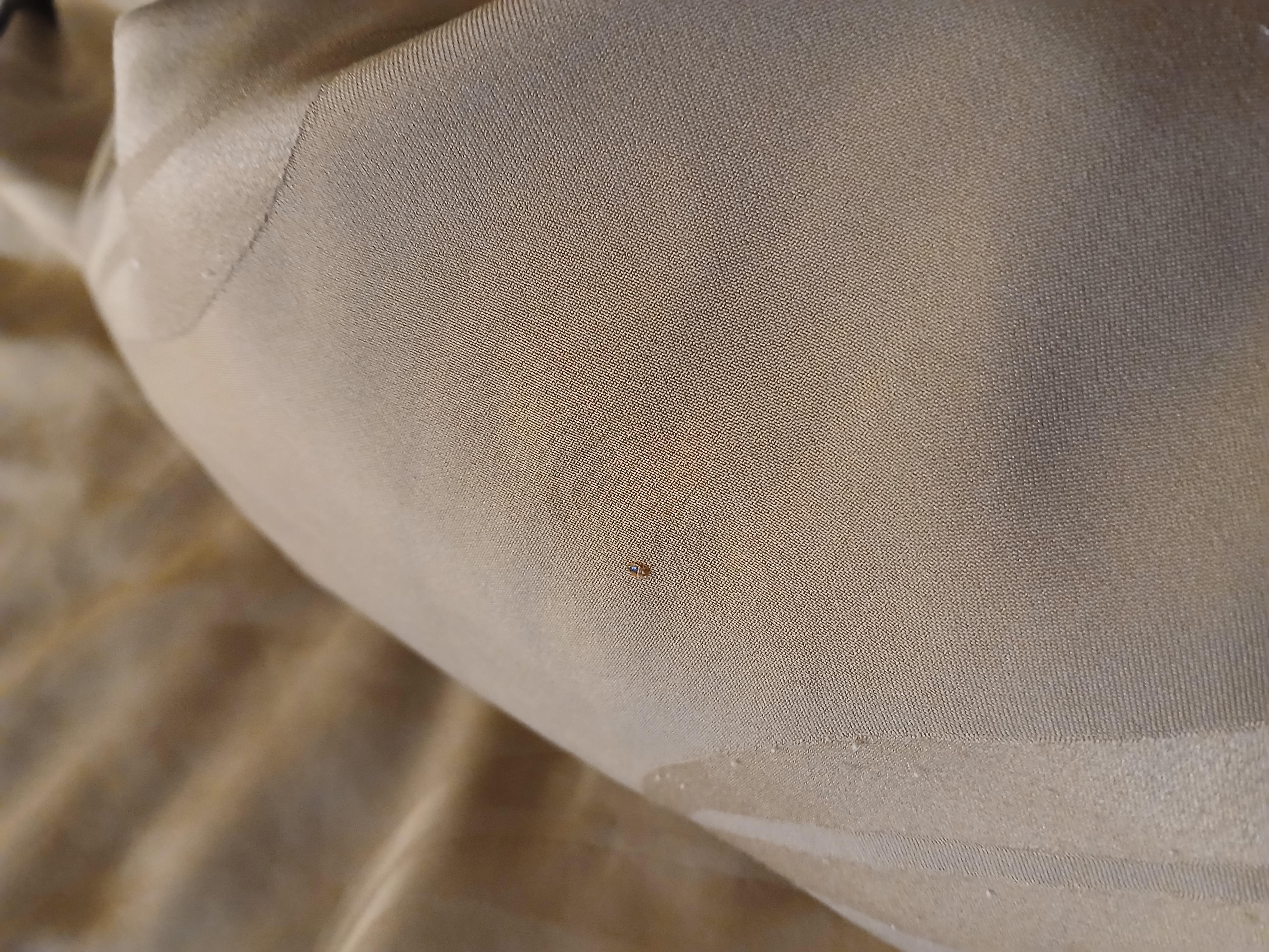 Bedbug