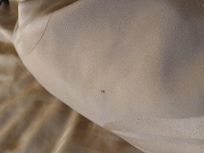 Bedbug