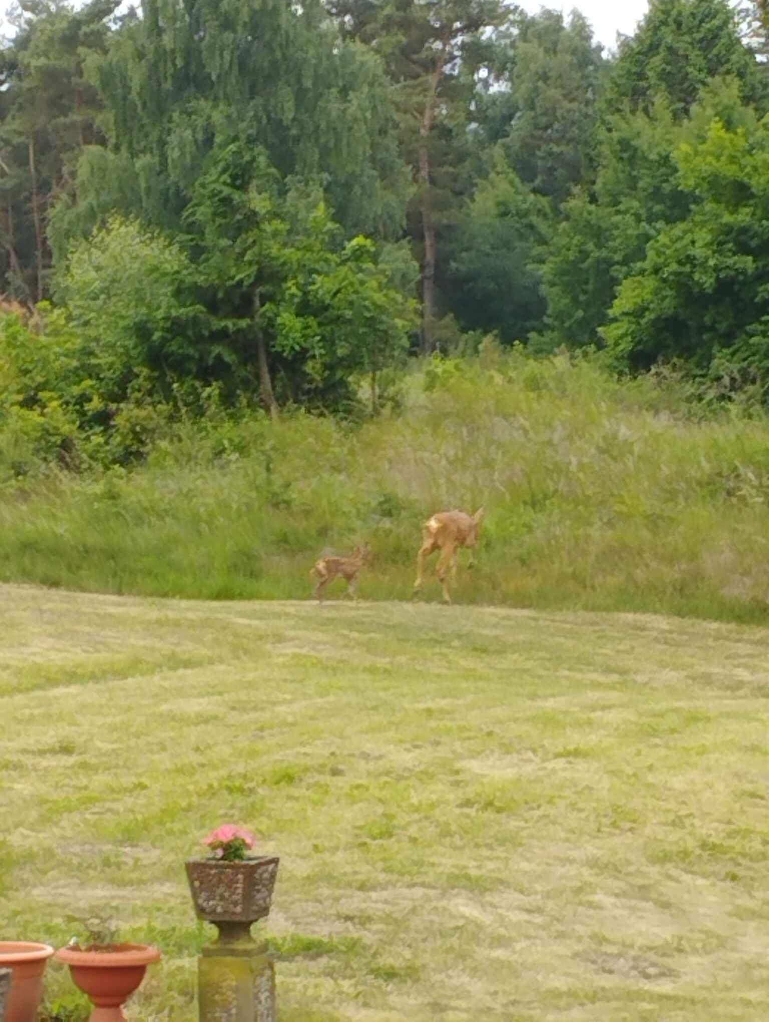 Morgentlicher Besuch 