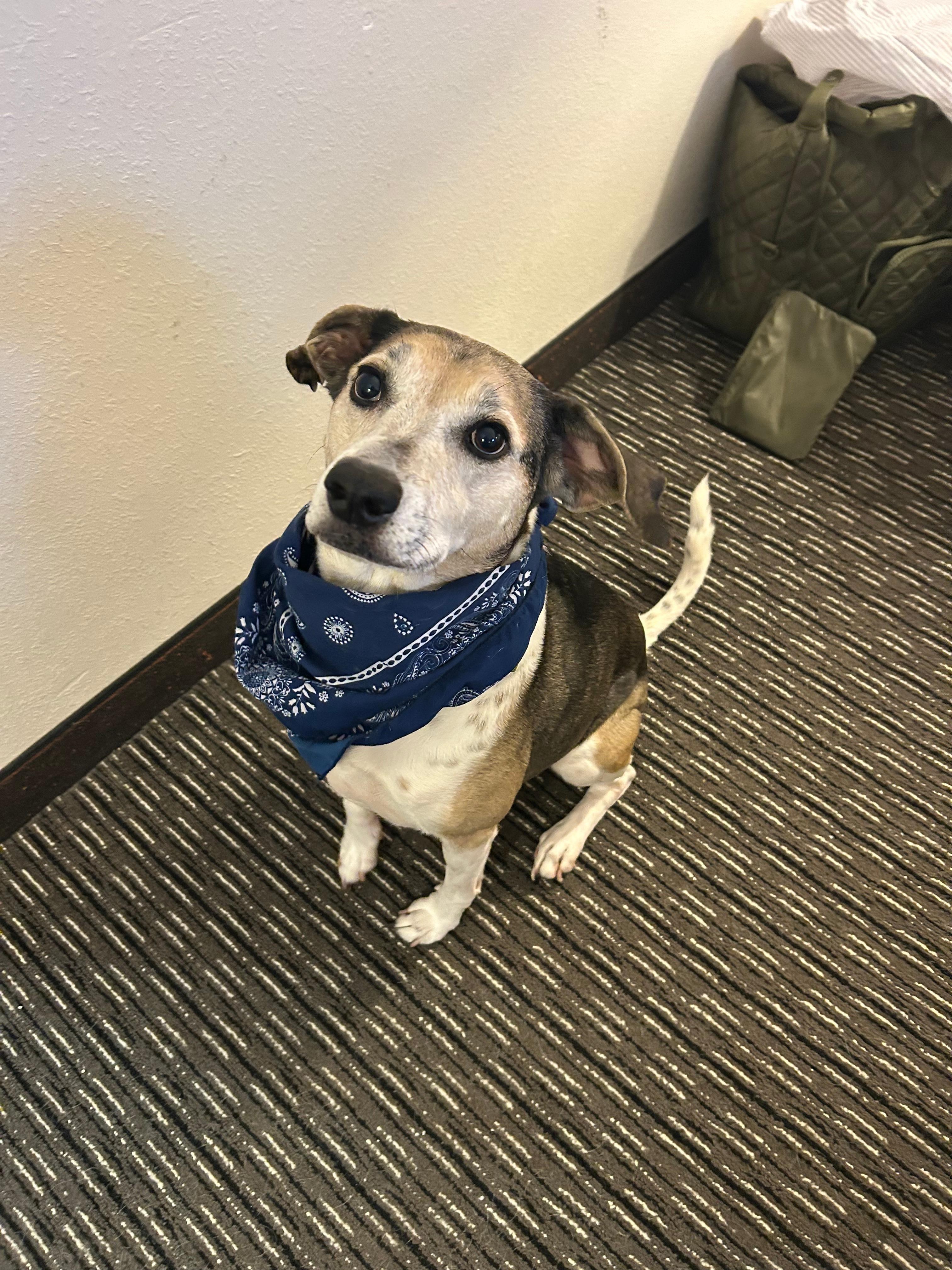 Dog friendly! Complimentary dog biscuits! Spencer approved! 🐾
