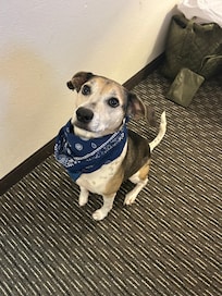 Dog friendly! Complimentary dog biscuits! Spencer approved! 🐾