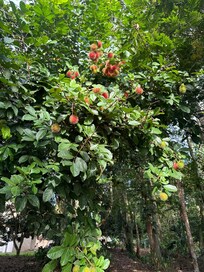 Rambutan fruit tree