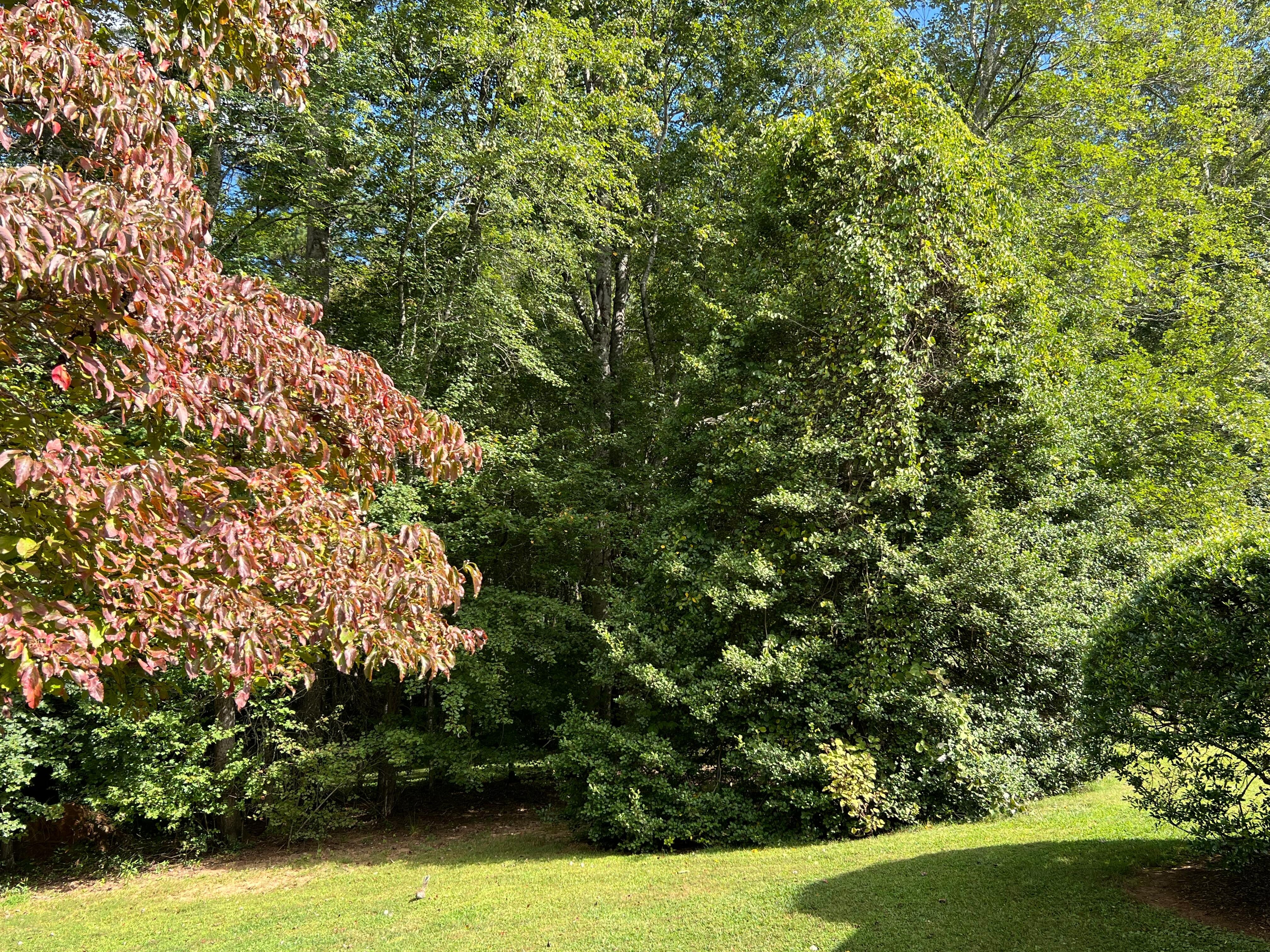 Another view of the  gorgeous trees!