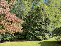 Another view of the gorgeous trees!