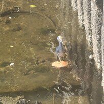 Some more of the wildlife seen in the canal.