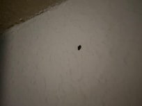 Bed bugs on the wall