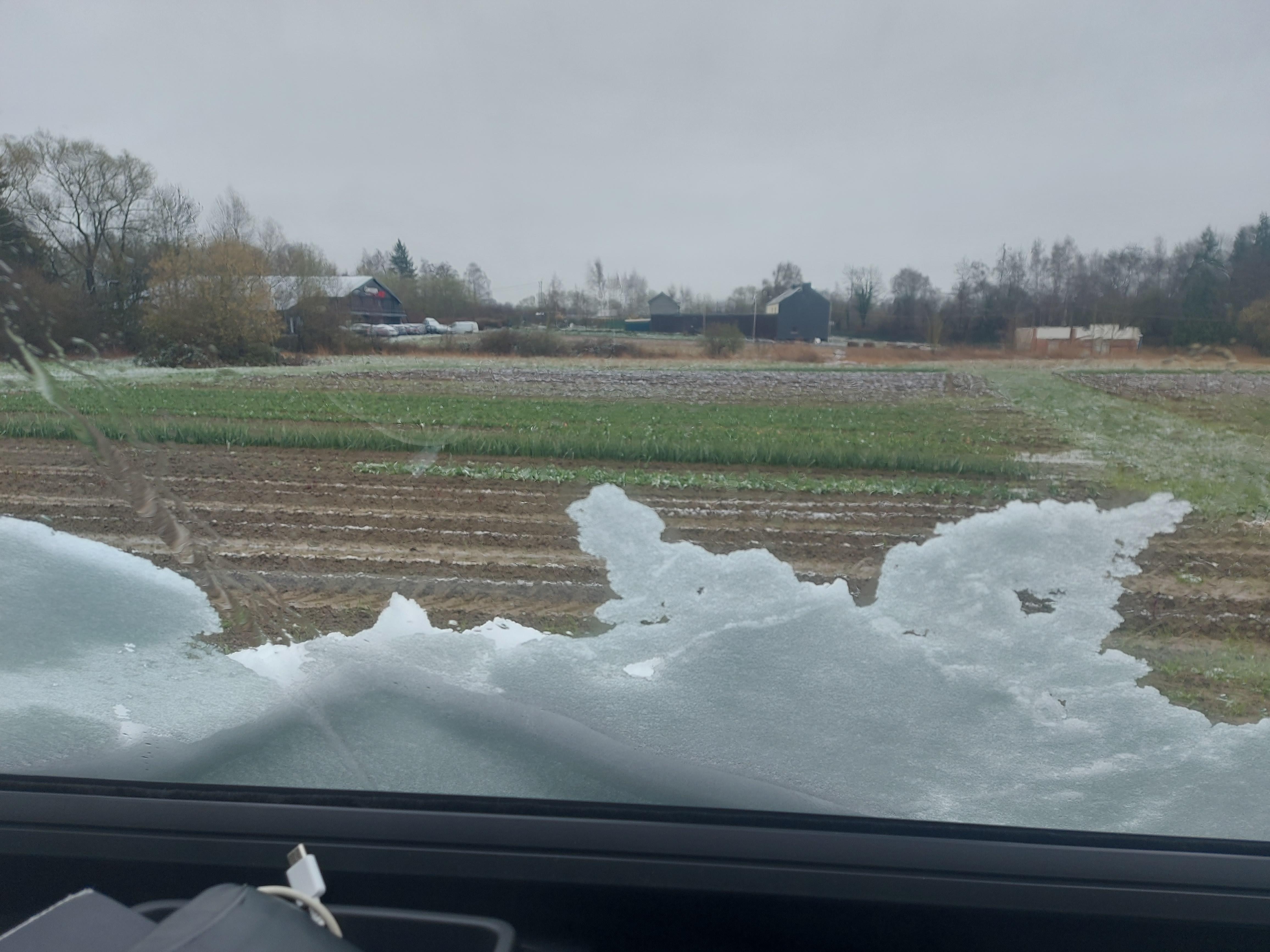 Champ de tulipes et neige en mars! Depuis le parking de l'hôtel. 