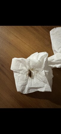 Another fresh kill