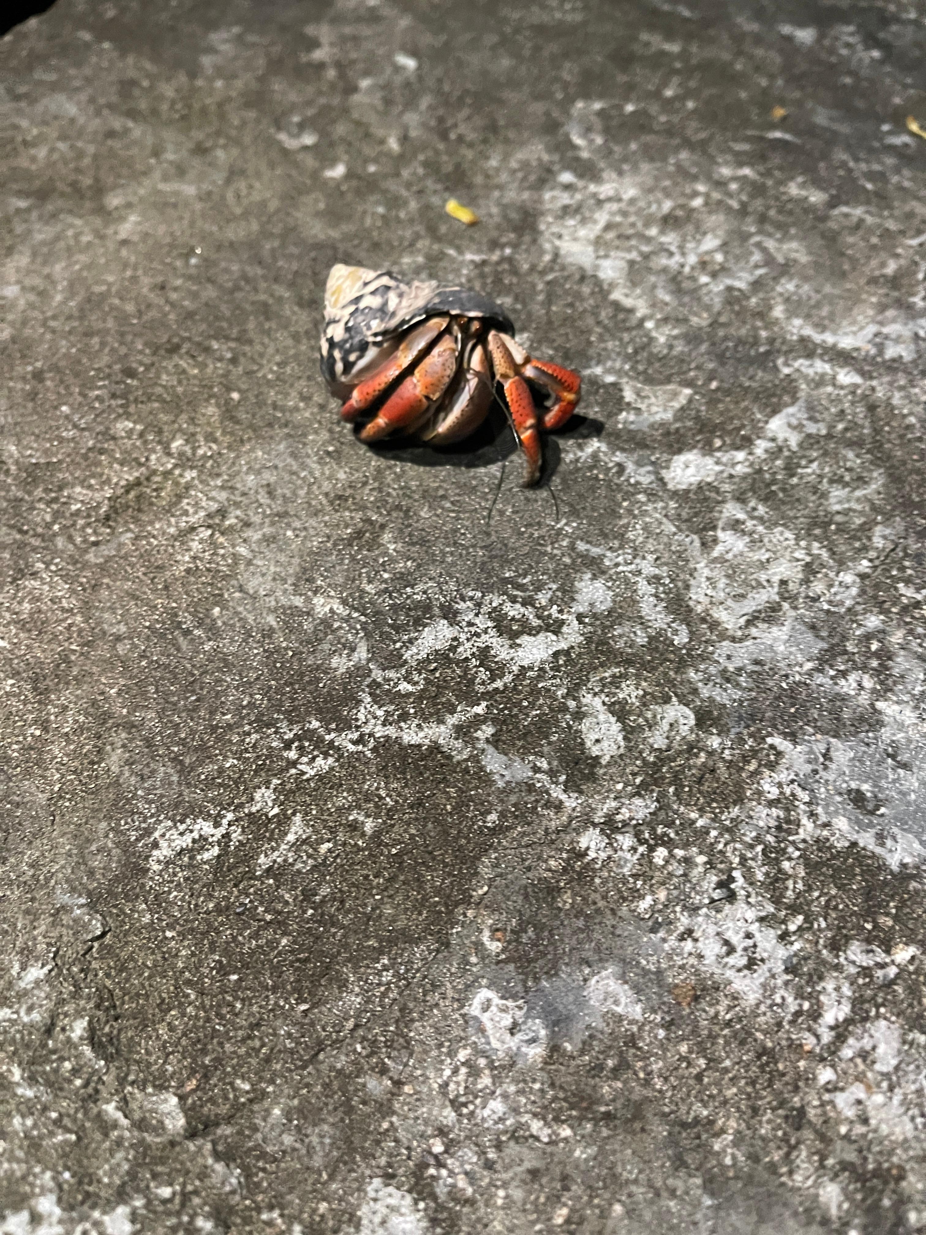 We found this little guy at beach near house