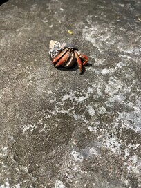 We found this little guy at beach near house