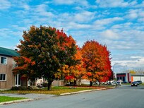Schöne Herbstfarben an den Bäumen entlang der Strasse