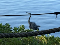 Saw herons, turtles, squirrels, chipmunks, and lots of birds