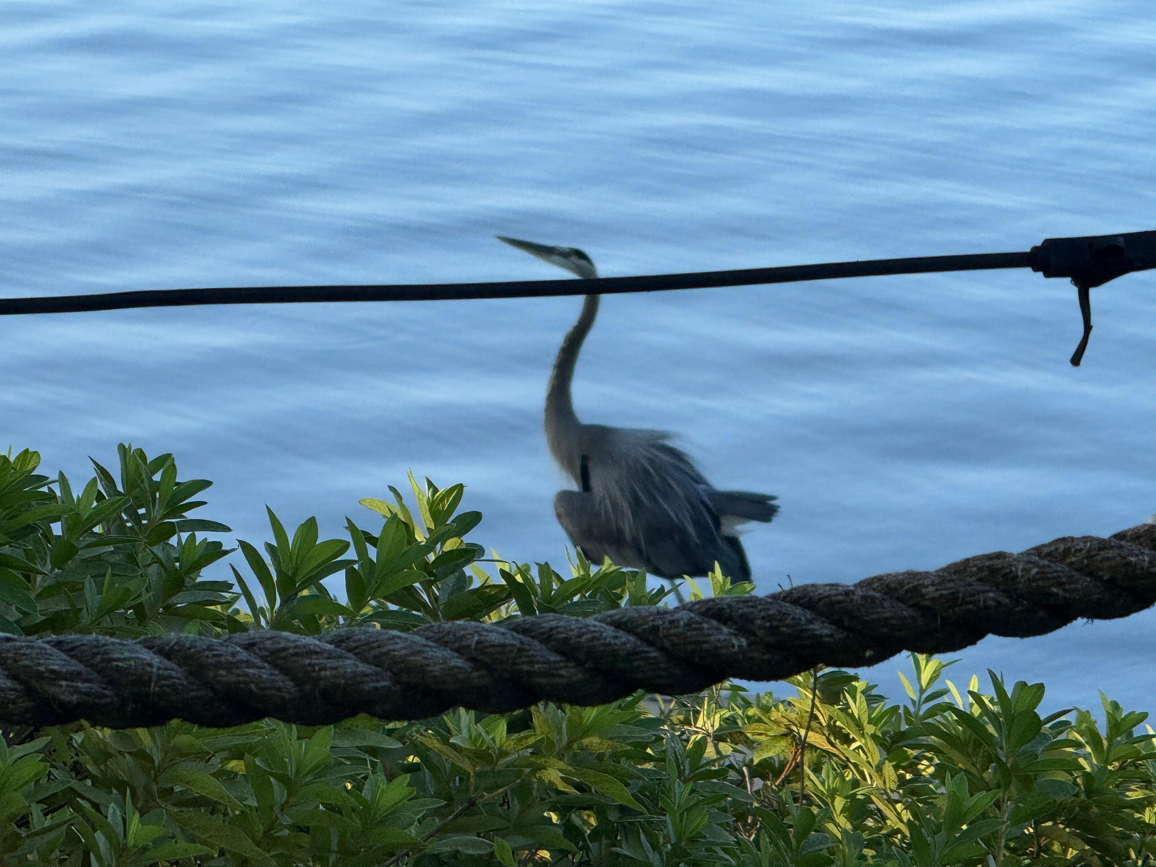 Saw herons, turtles, squirrels, chipmunks, and lots of birds