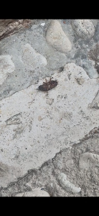 Cockroach in front of the building