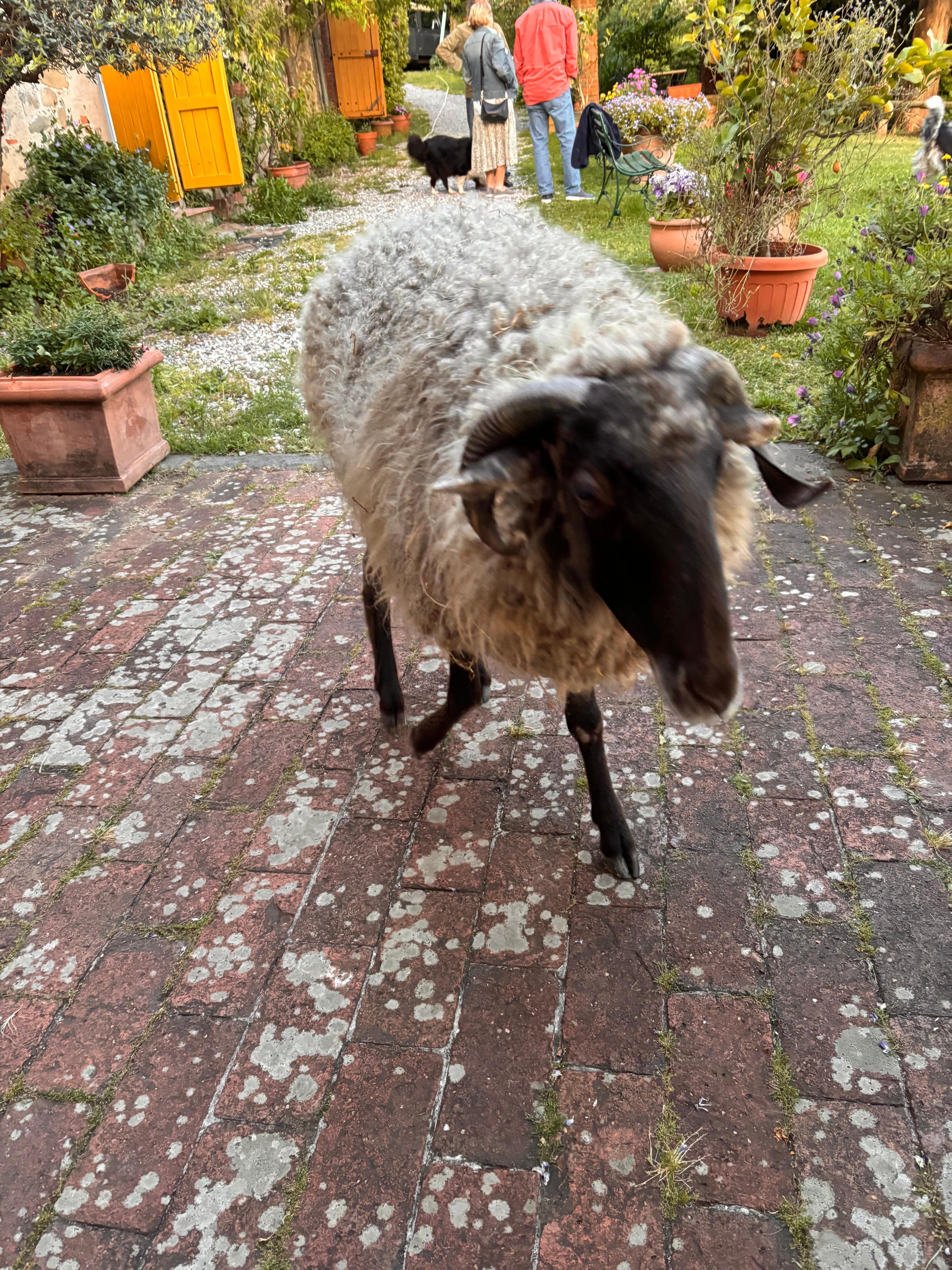Bebe. The sheep we were honored to meet. “She thinks she is a dog”