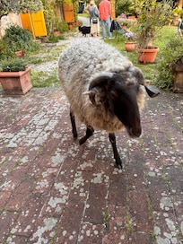 Bebe. The sheep we were honored to meet. âShe thinks she is a dogâ